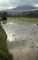 RWT 0150 143-23 Nepal Rice Paddy